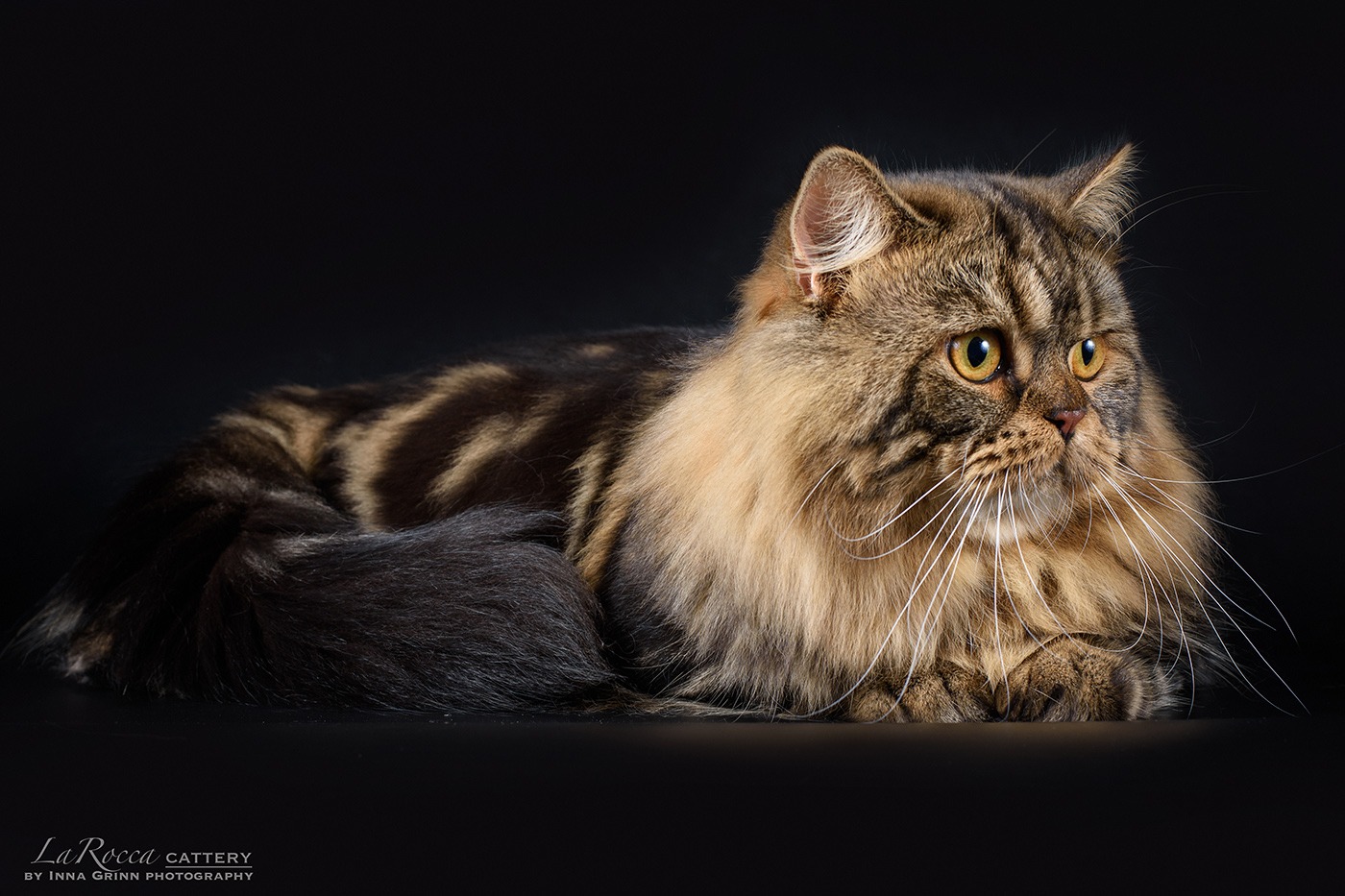 Father, Handy Larocca